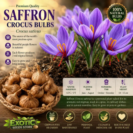 Lök till Saffranskrokus Crocus sativus | Quality organic seeds | Exotic Seeds Shop