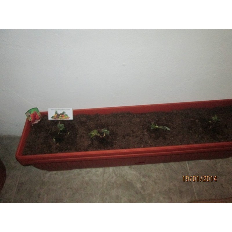 Rare “Framberry” Strawberrie Seeds “RED DREAM” | Seeds Shop Store