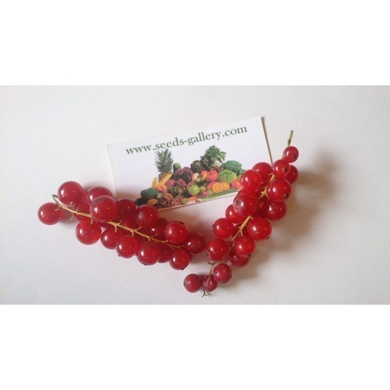 Sementes de Groselheira Vermelha (Ribes rubrum) | Seeds Shop Store