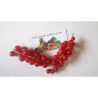 Sementes de Groselheira Vermelha (Ribes rubrum) | Seeds Shop Store