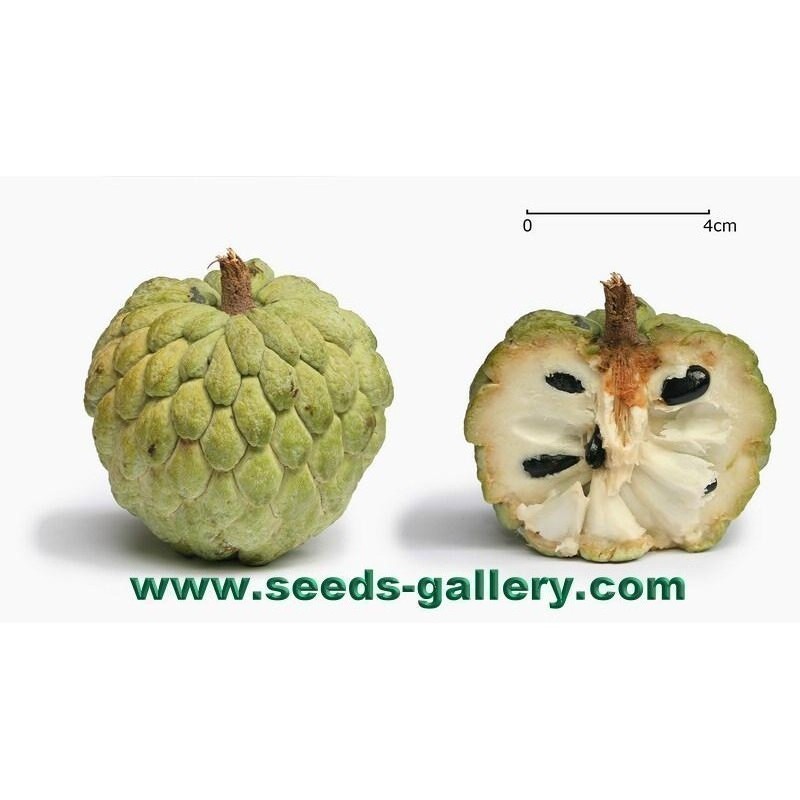 Sugar Apple Seeds, Custard Apple (Annona Squamosa) | Seeds Shop Store
