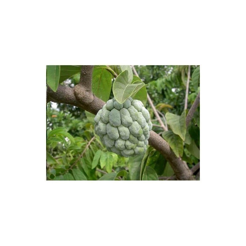Sugar Apple Seeds, Custard Apple (Annona Squamosa) | Seeds Shop Store