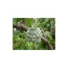 Sugar Apple Seeds, Custard Apple (Annona Squamosa) | Seeds Shop Store