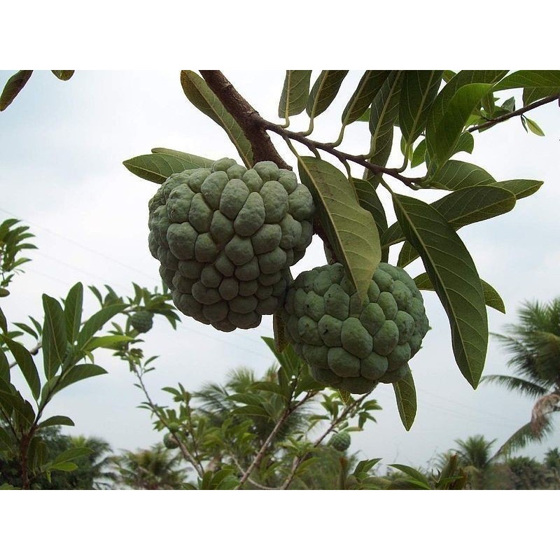 Sugar Apple Seeds, Custard Apple (Annona Squamosa) | Seeds Shop Store