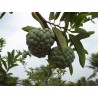 Sugar Apple Seeds, Custard Apple (Annona Squamosa) | Seeds Shop Store