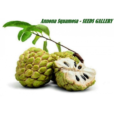 Sugar Apple Seeds, Custard Apple (Annona Squamosa) | Seeds Shop Store