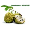 Sugar Apple Seeds, Custard Apple (Annona Squamosa) | Seeds Shop Store