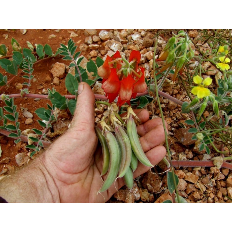 Australische Wüstenerbse Samen | Seeds Shop Store