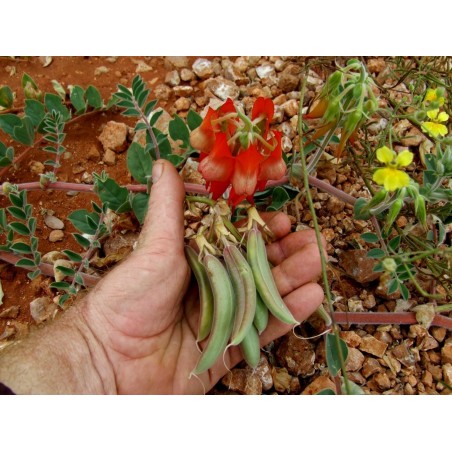Australische Wüstenerbse Samen | Seeds Shop Store