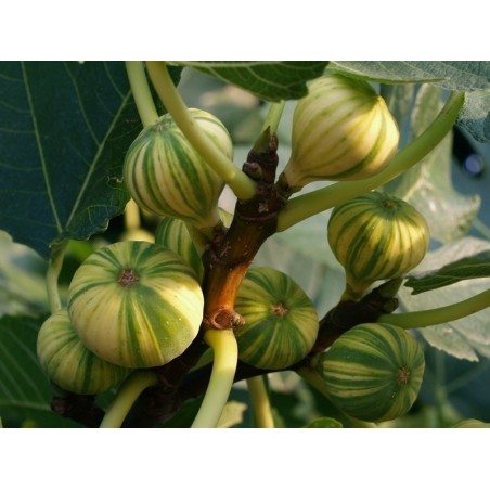 Tiger Fig Seeds, Panache Fig (Ficus Carica) | Seeds Shop Store
