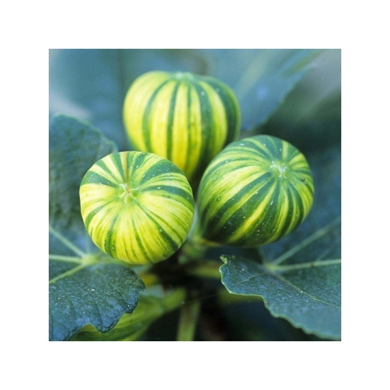 Tiger Fig Seeds, Panache Fig (Ficus Carica) | Seeds Shop Store