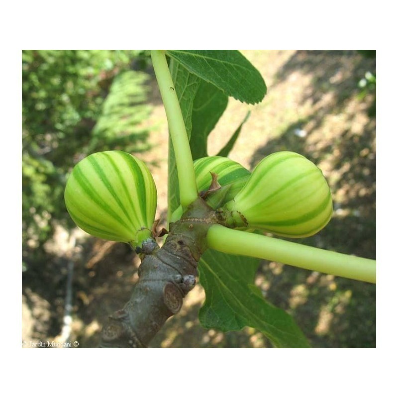 Tiger Fig Seeds, Panache Fig (Ficus Carica) | Seeds Shop Store