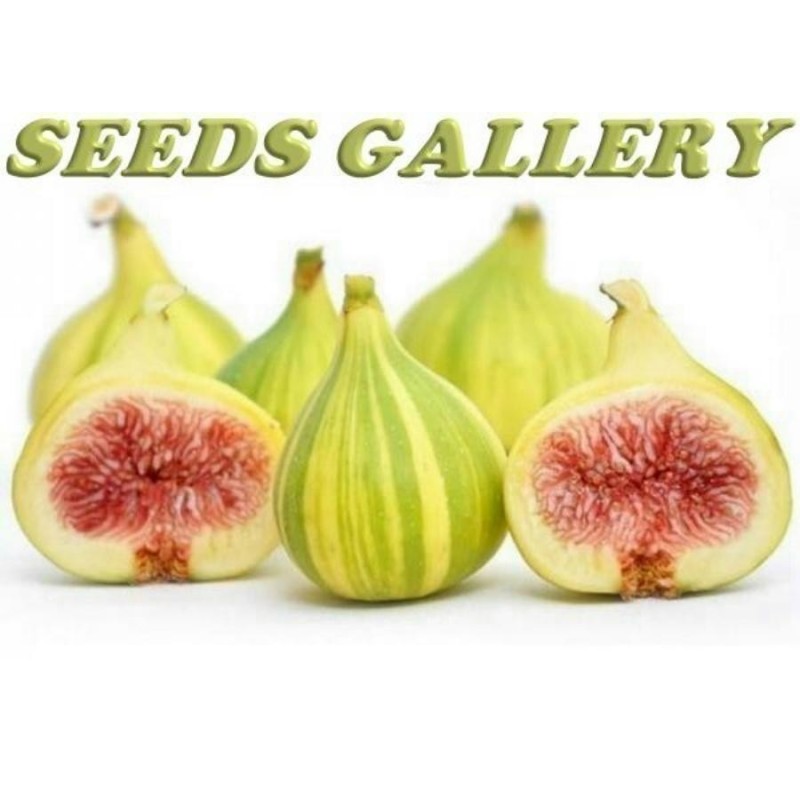 Tiger Fig Seeds, Panache Fig (Ficus Carica) | Seeds Shop Store
