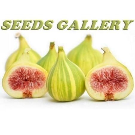 Tiger Fig Seeds, Panache Fig (Ficus Carica) | Seeds Shop Store