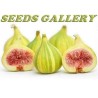Tiger Fig Seeds, Panache Fig (Ficus Carica) | Seeds Shop Store