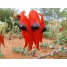Australische Wüstenerbse Samen | Seeds Shop Store