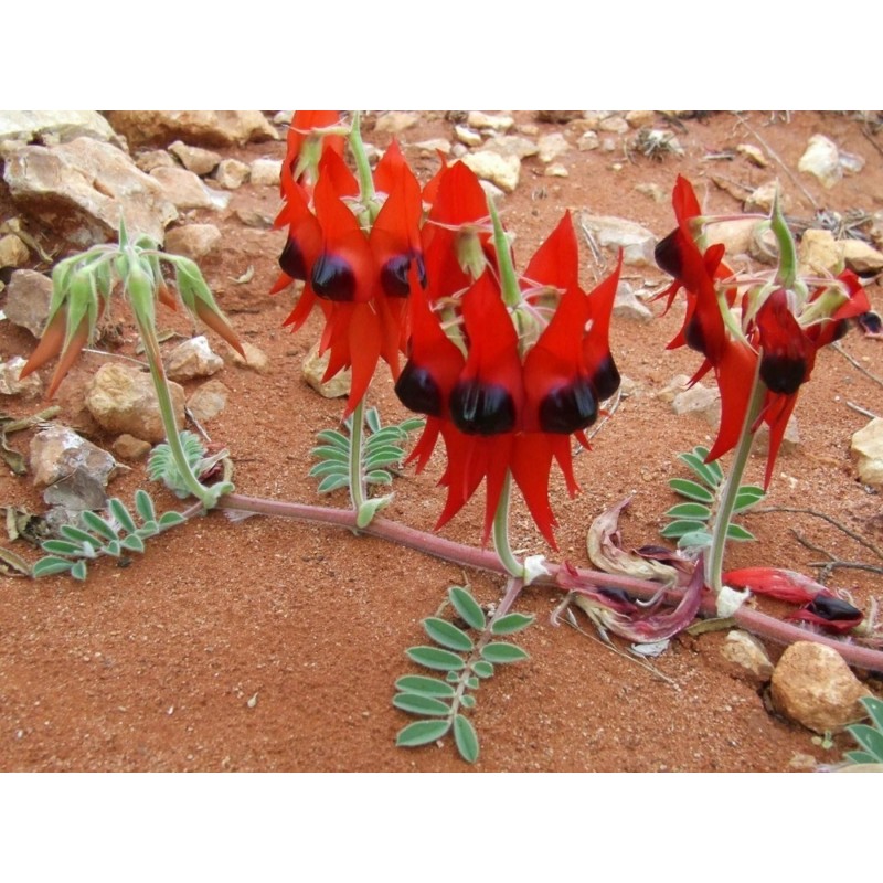 Australische Wüstenerbse Samen | Seeds Shop Store