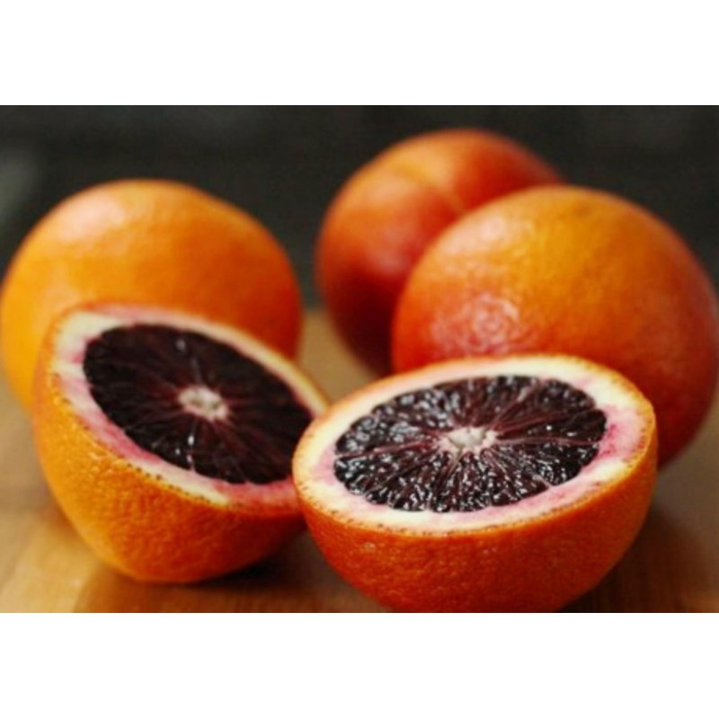 Blutorange Samen “Moro Blood Orange” | Seeds Shop Store