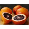 Blutorange Samen “Moro Blood Orange” | Seeds Shop Store