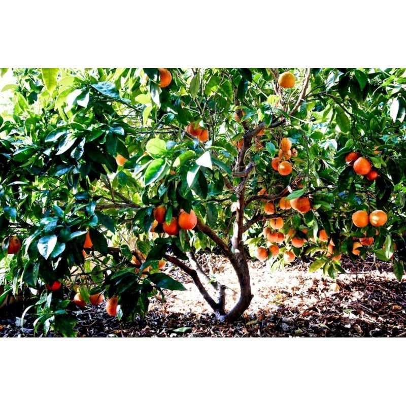 Blutorange Samen “Moro Blood Orange” | Seeds Shop Store