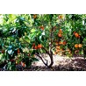Blutorange Samen “Moro Blood Orange” | Seeds Shop Store