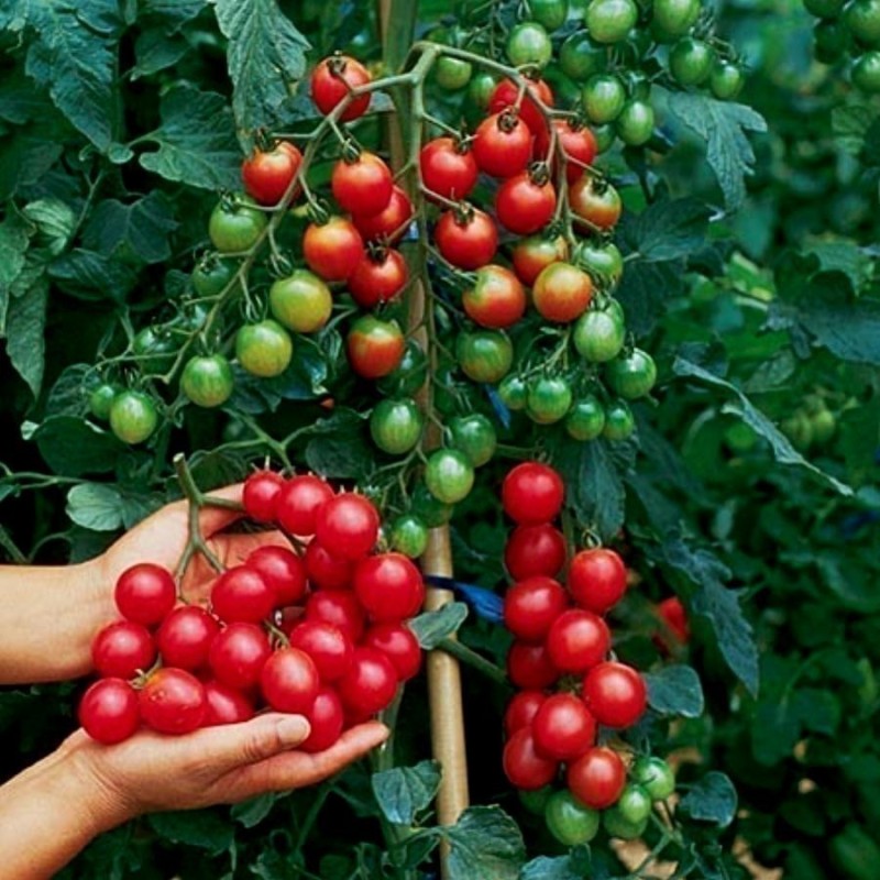 Cherry Belle Tomato Seeds | Seeds Shop Store