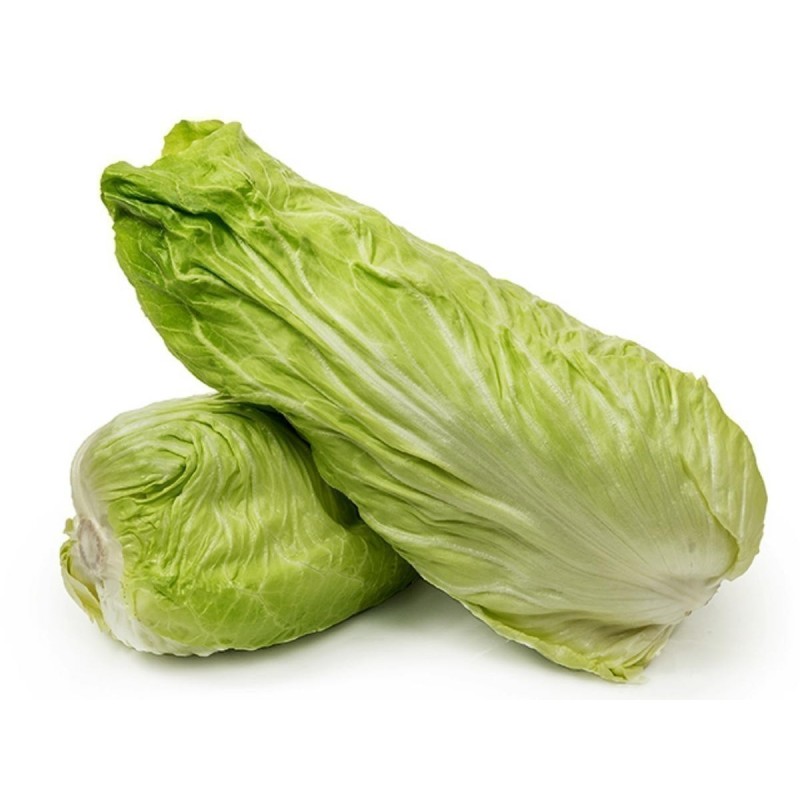 Sementes De Cichorium "Pan di Zucchero" | Seeds Shop Store