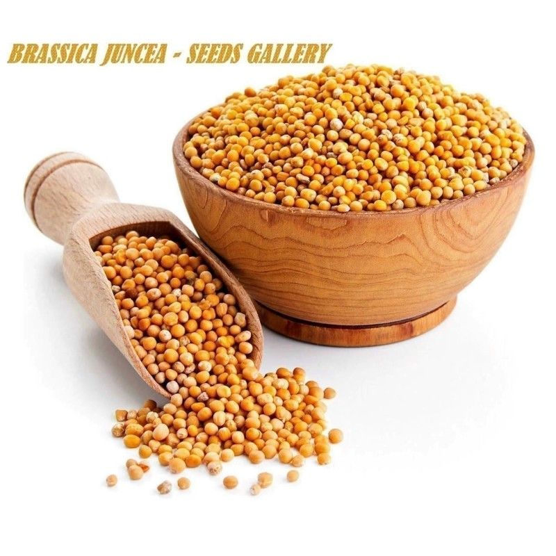 Roter Senf - Brauner Senf Samen (Brassica juncea)