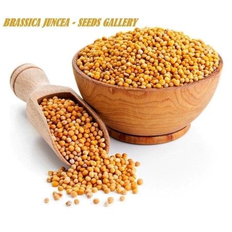 Roter Senf - Brauner Senf Samen (Brassica juncea)