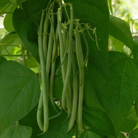 Climbing green bean Fasold Seeds | Seeds Shop Store