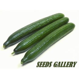 Cucumber Seeds Sensation - 228.714671