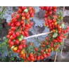 Semi di pomodoro Datterino - Datterini | Seeds Shop Store