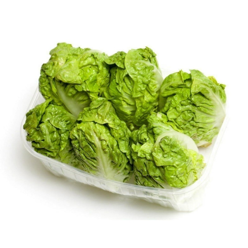 Great Lakes 118 Lettuce Seed | Seeds Shop Store