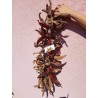 Vezanka Chili Seeds Old Serbian variety | Seeds Shop Store