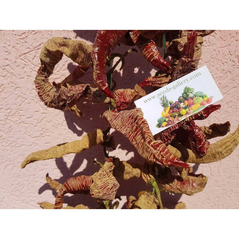 Vezanka Chili Seeds Old Serbian variety | Seeds Shop Store