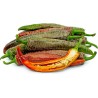 Vezanka Chili Seeds Old Serbian variety | Seeds Shop Store