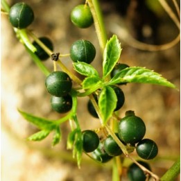 Sementes de Jiaogulan (Gynostemma Pentaphyllum) - 216.985714