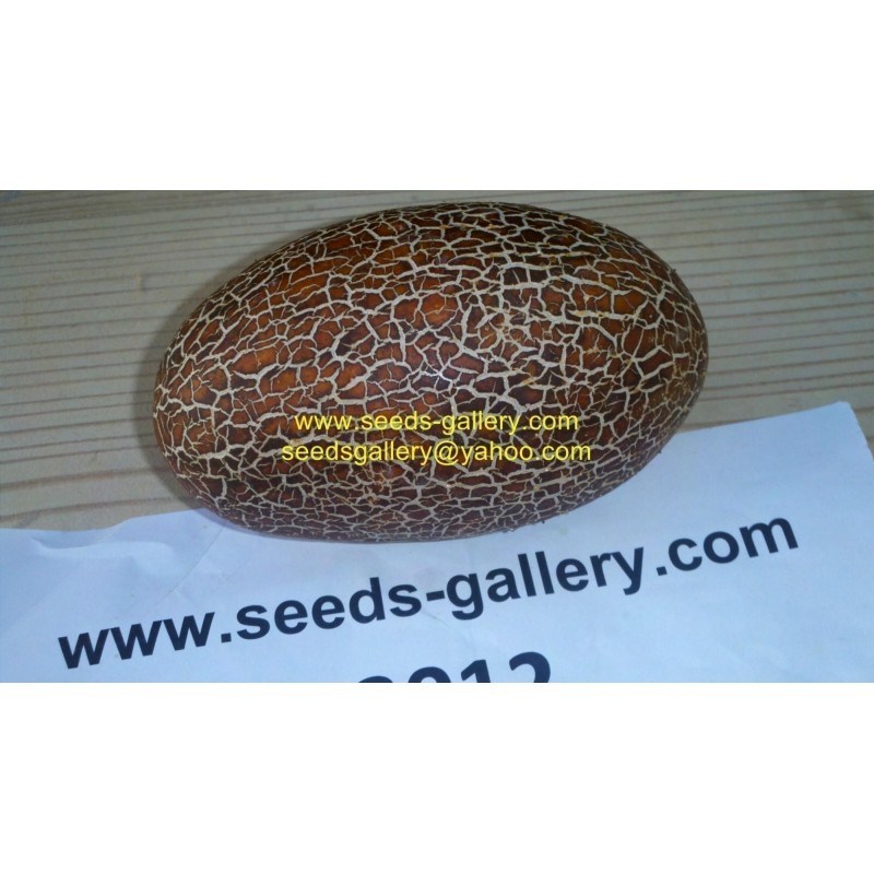 Sikkim Krastavac Seme | Seeds Shop Store