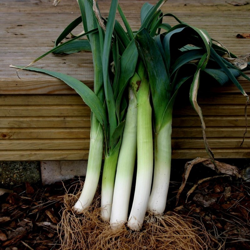 Leek seeds Elefant (Allium Porrum) | Seeds Shop Store