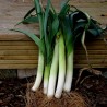 Leek seeds Elefant (Allium Porrum) | Seeds Shop Store