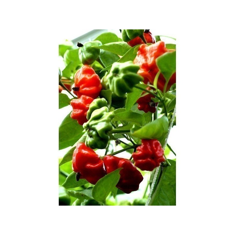 Brazilian Starfish Pepper Seeds | Seeds Shop Store