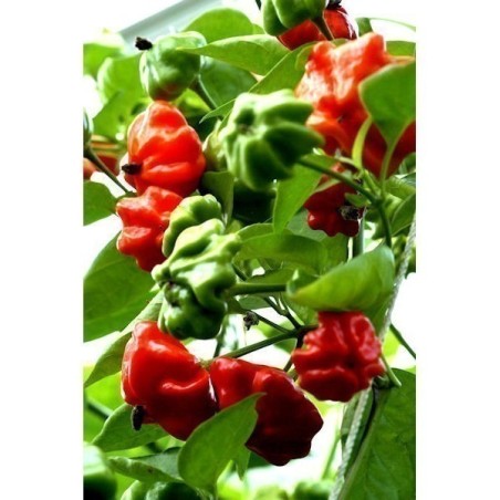 Brazilian Starfish Pepper Seeds | Seeds Shop Store