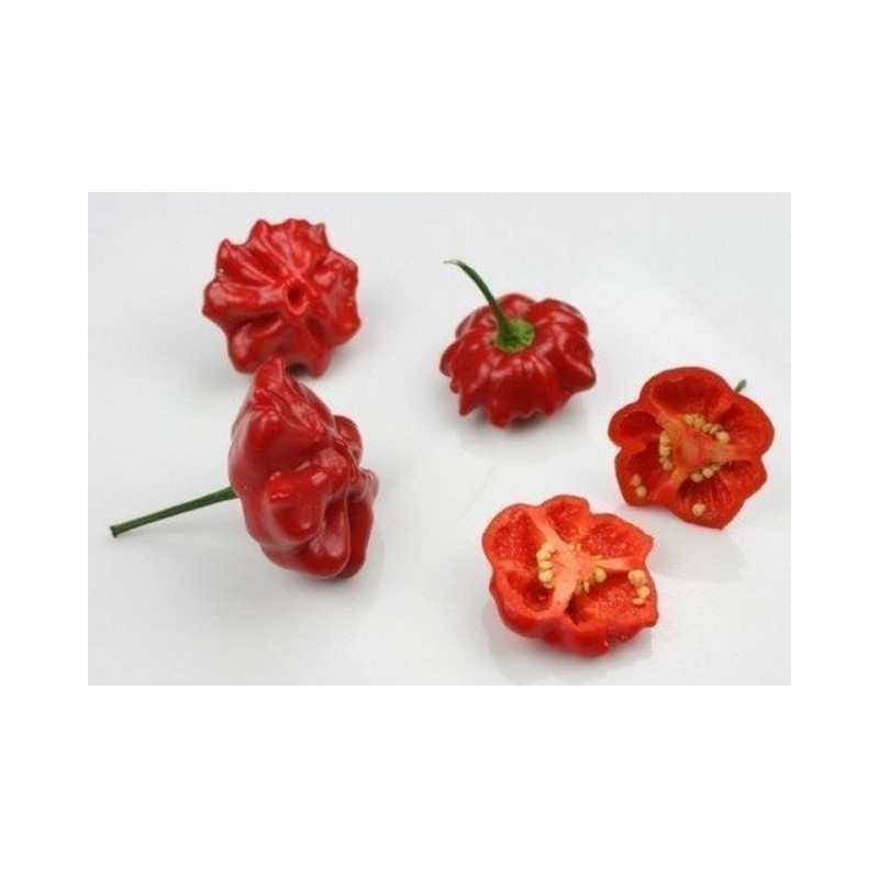 Brazilian Starfish Pepper Seeds | Seeds Shop Store