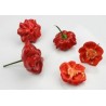 Brazilian Starfish Pepper Seeds | Seeds Shop Store