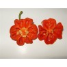 Brazilian Starfish Pepper Seeds | Seeds Shop Store