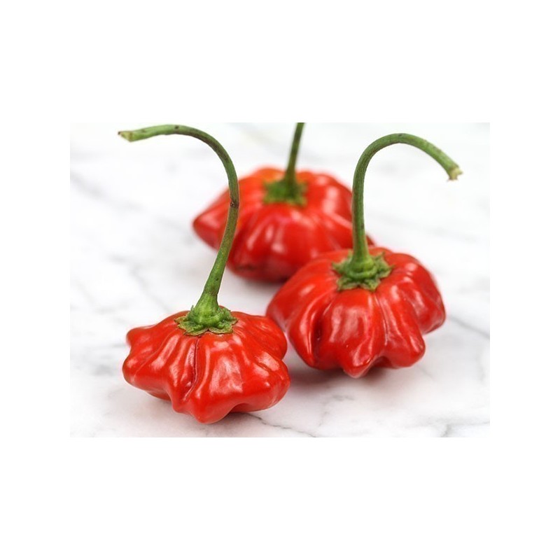 Brazilian Starfish Pepper Seeds | Seeds Shop Store