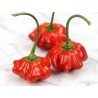 Brazilian Starfish Pepper Seeds | Seeds Shop Store