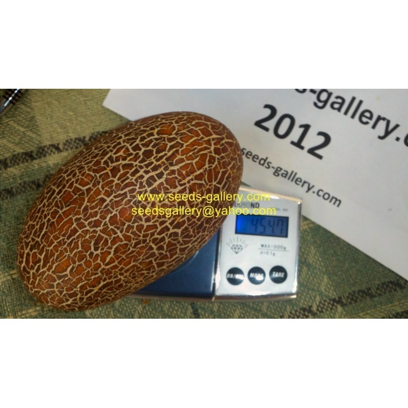 Sikkim Krastavac Seme | Seeds Shop Store