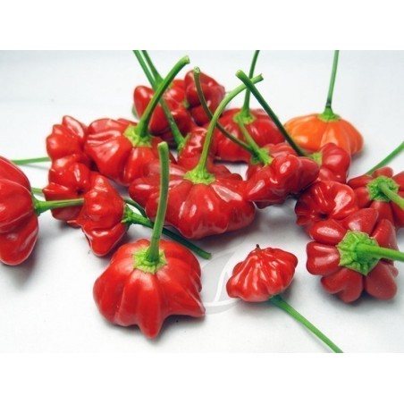 Brazilian Starfish Pepper Seeds | Seeds Shop Store
