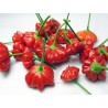 Brazilian Starfish Pepper Seeds | Seeds Shop Store